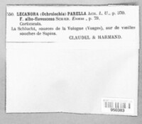 Ochrolechia parella image